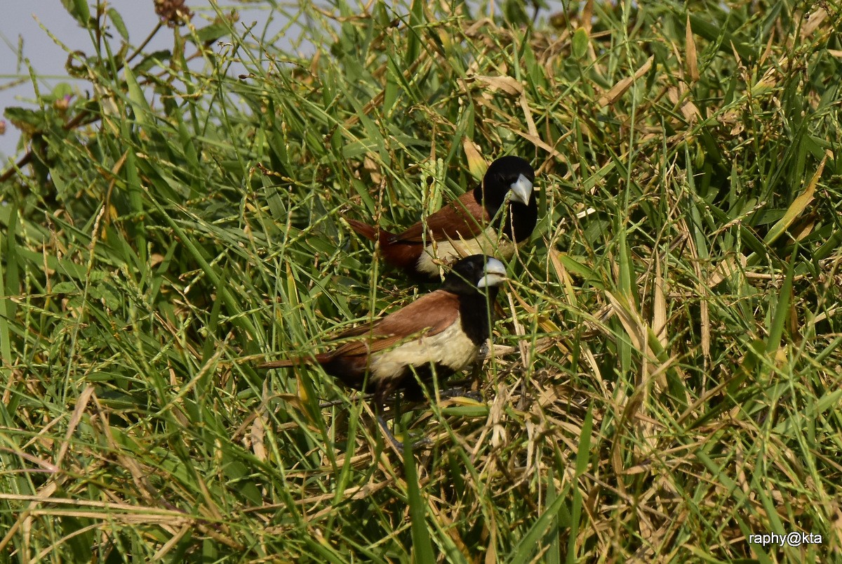 Tricolored Munia - ML189018831
