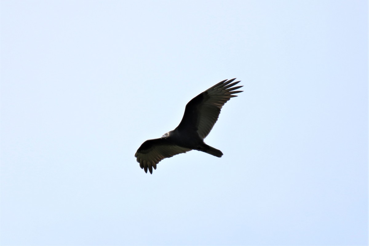 Turkey Vulture - ML189018841