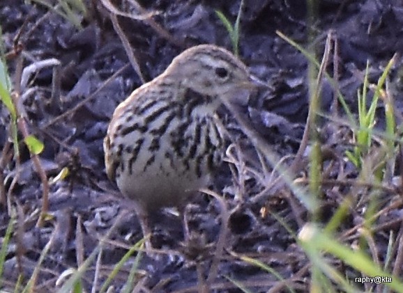 Red-throated Pipit - ML189018861