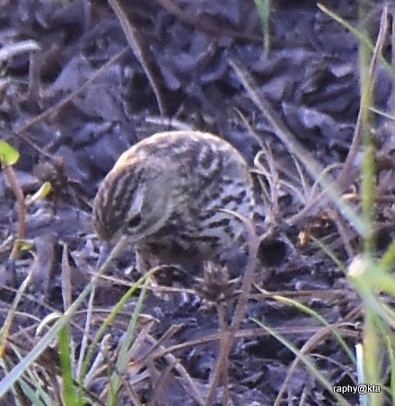 Red-throated Pipit - ML189018911