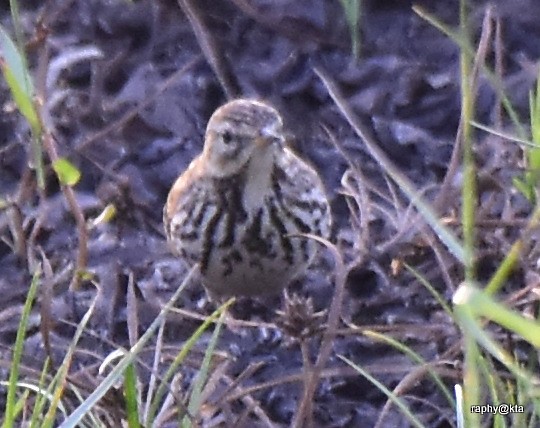 Red-throated Pipit - ML189018941