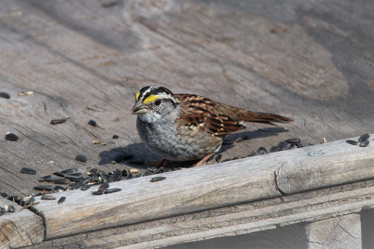 White-throated Sparrow - Alex Sundvall