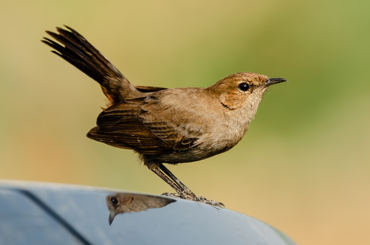 Indian Robin - ML189019031