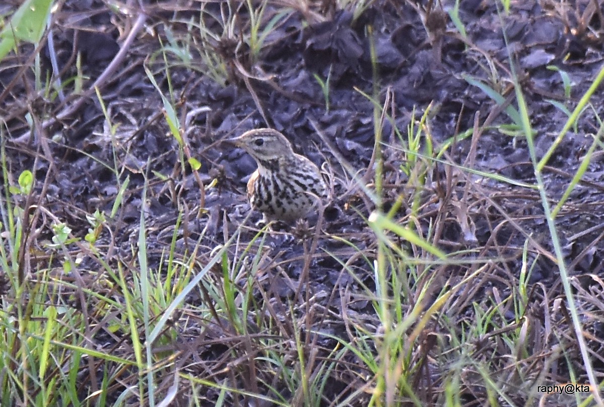 Red-throated Pipit - ML189019051