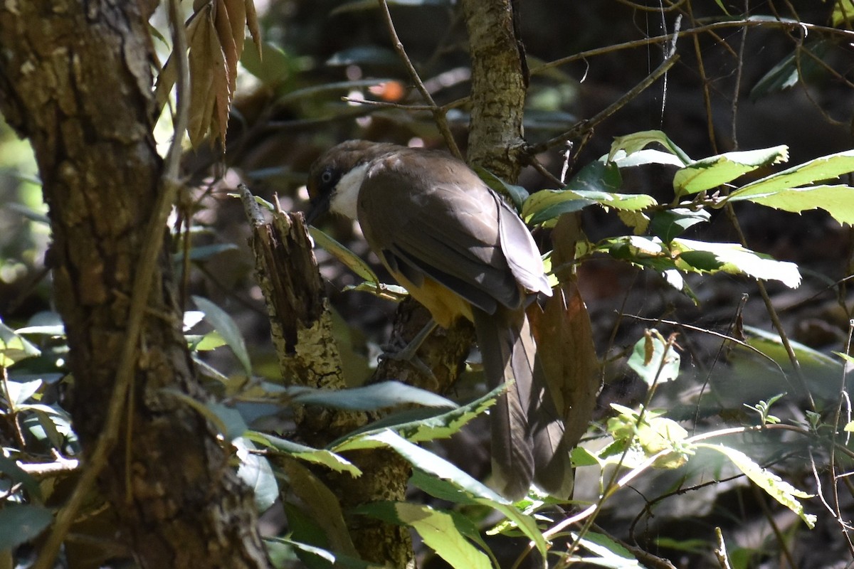 White-throated Laughingthrush - ML189019691