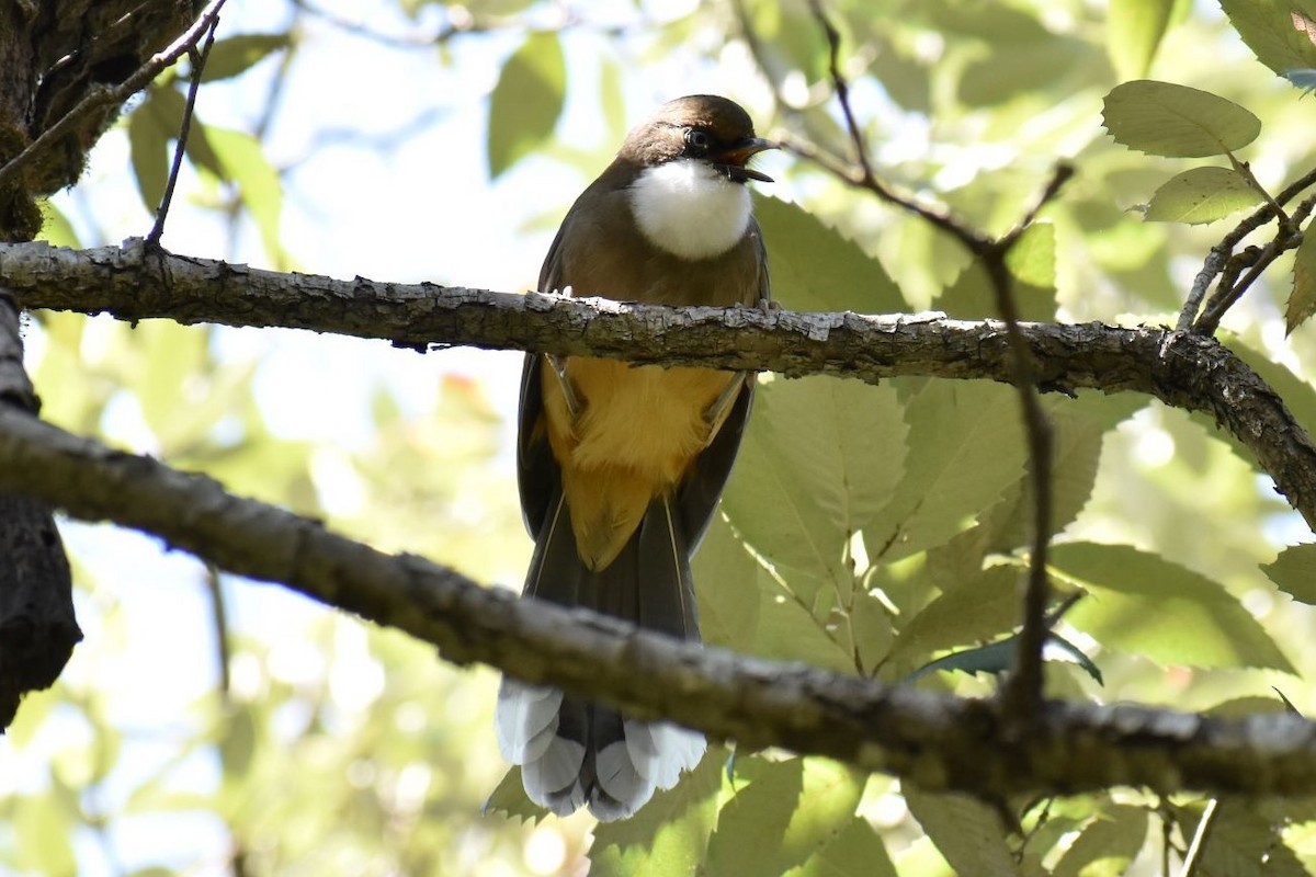 White-throated Laughingthrush - ML189019801