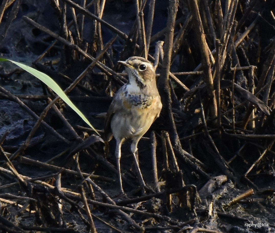 Bluethroat - ML189020931