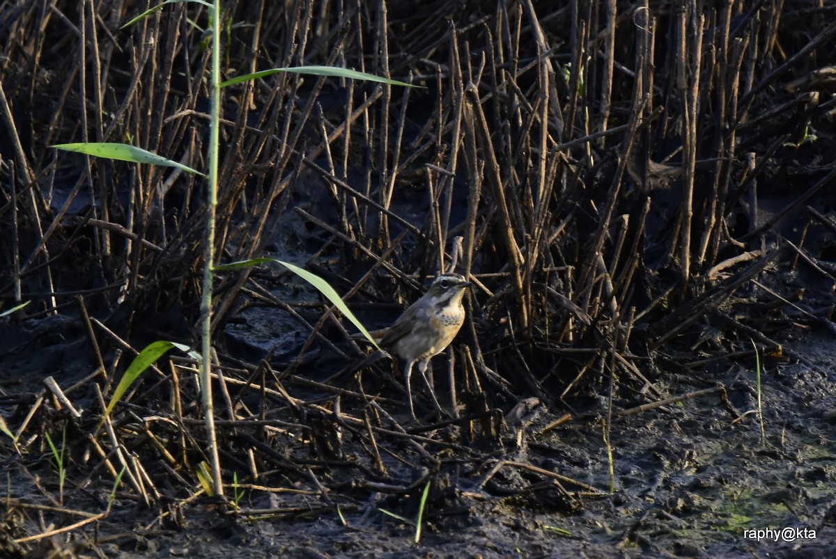 Bluethroat - ML189021051