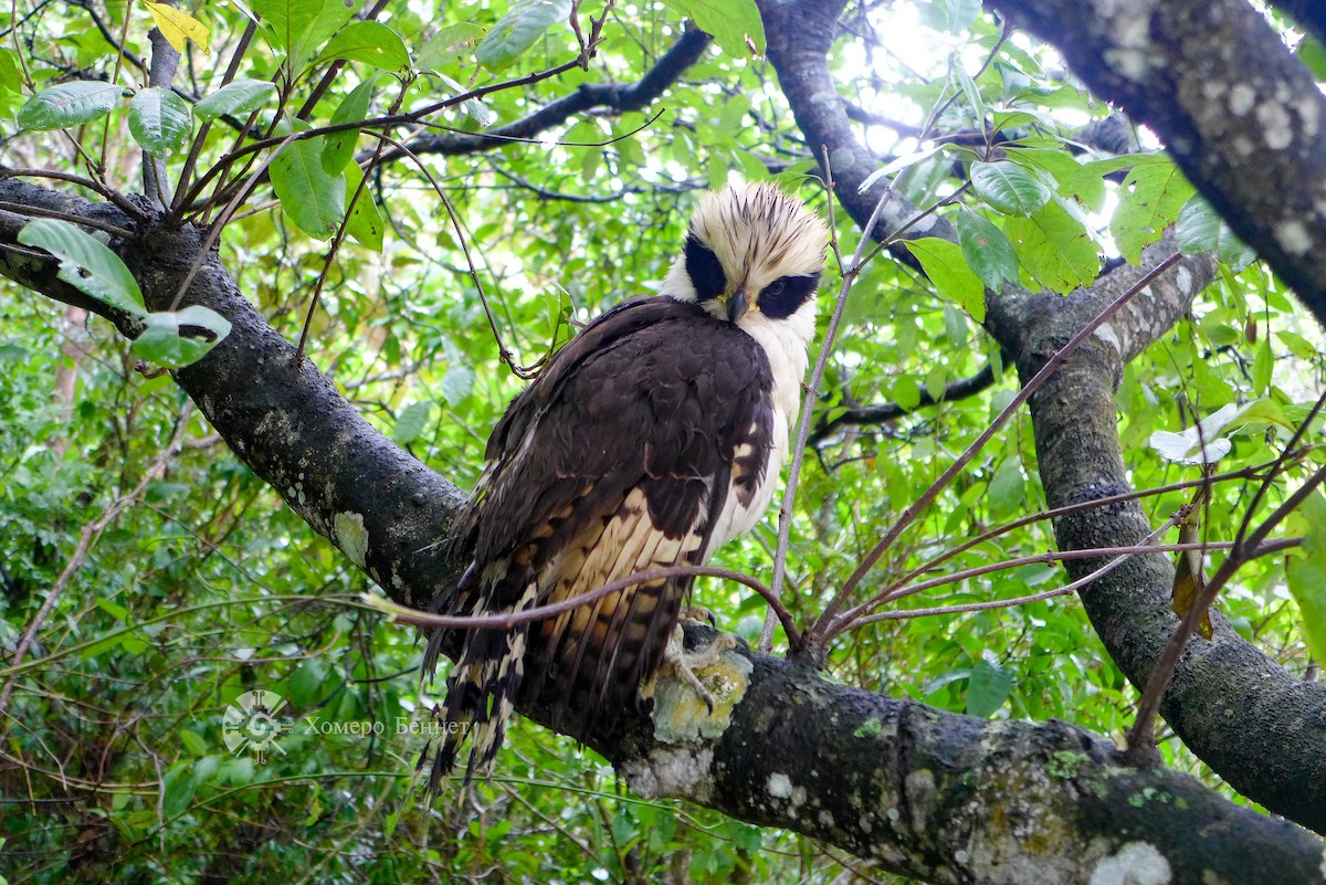 Laughing Falcon - Bennet Homero