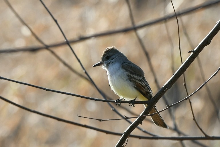 Ash-throated Flycatcher - ML189023531