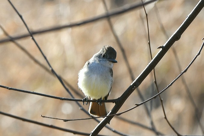 Ash-throated Flycatcher - ML189023561