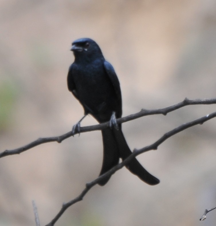 Kara Drongo - ML189025281