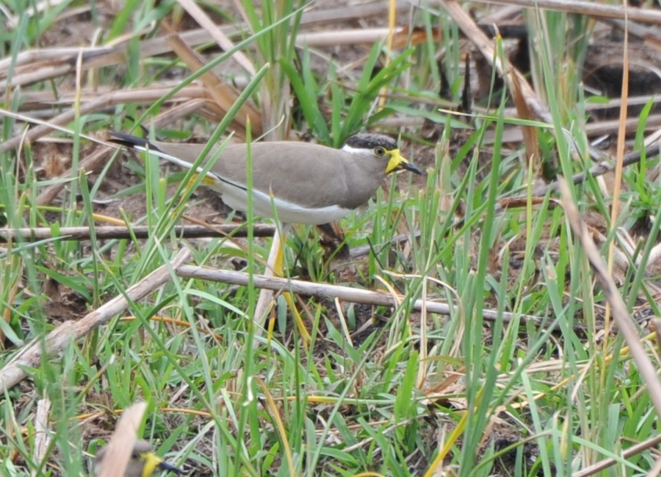 Yellow-wattled Lapwing - ML189025421