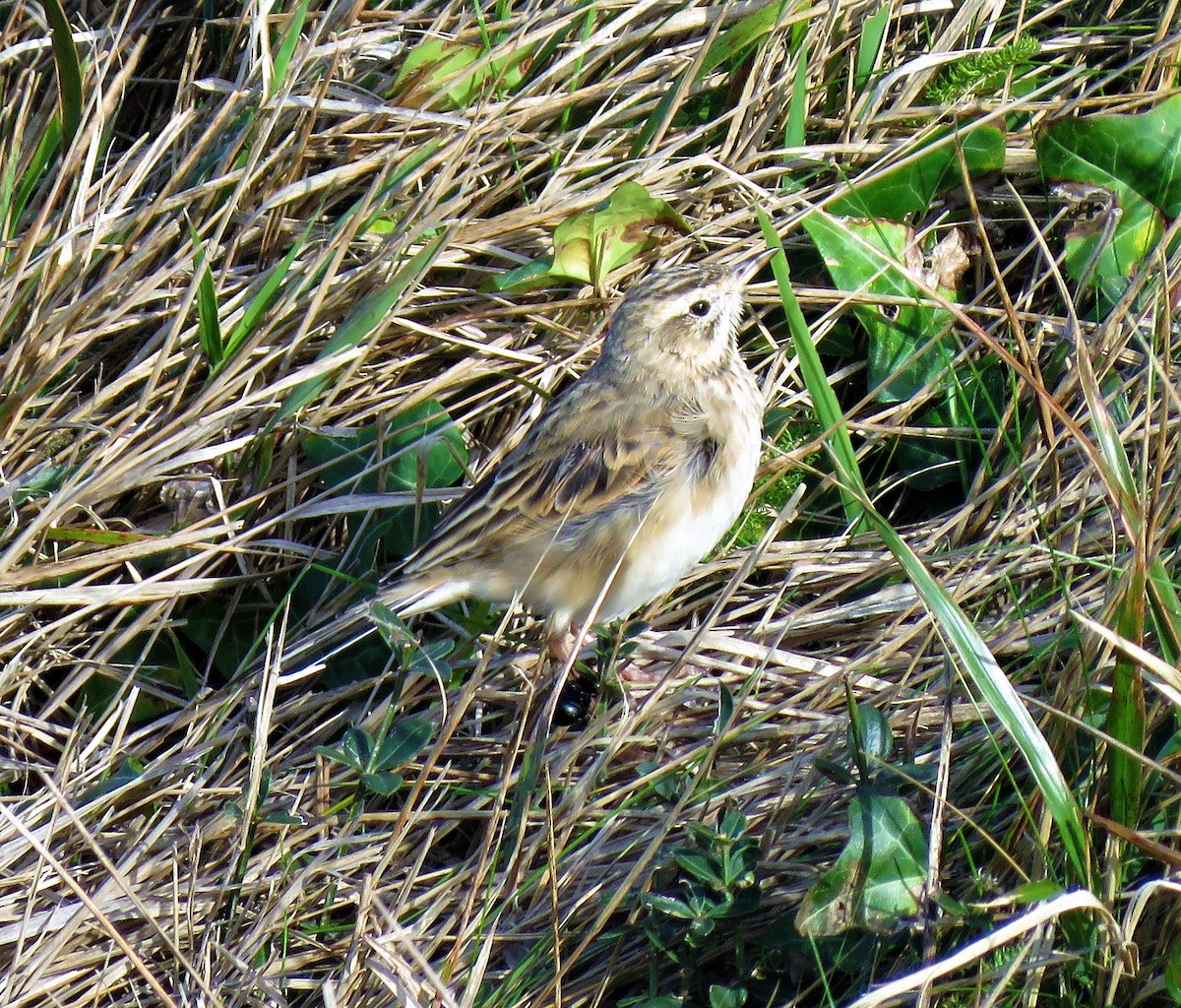 Richard's Pipit - Carmelo de Dios