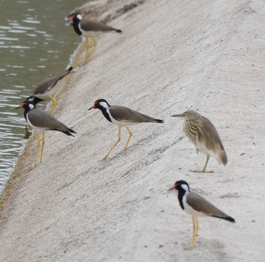 Red-wattled Lapwing - ML189025661