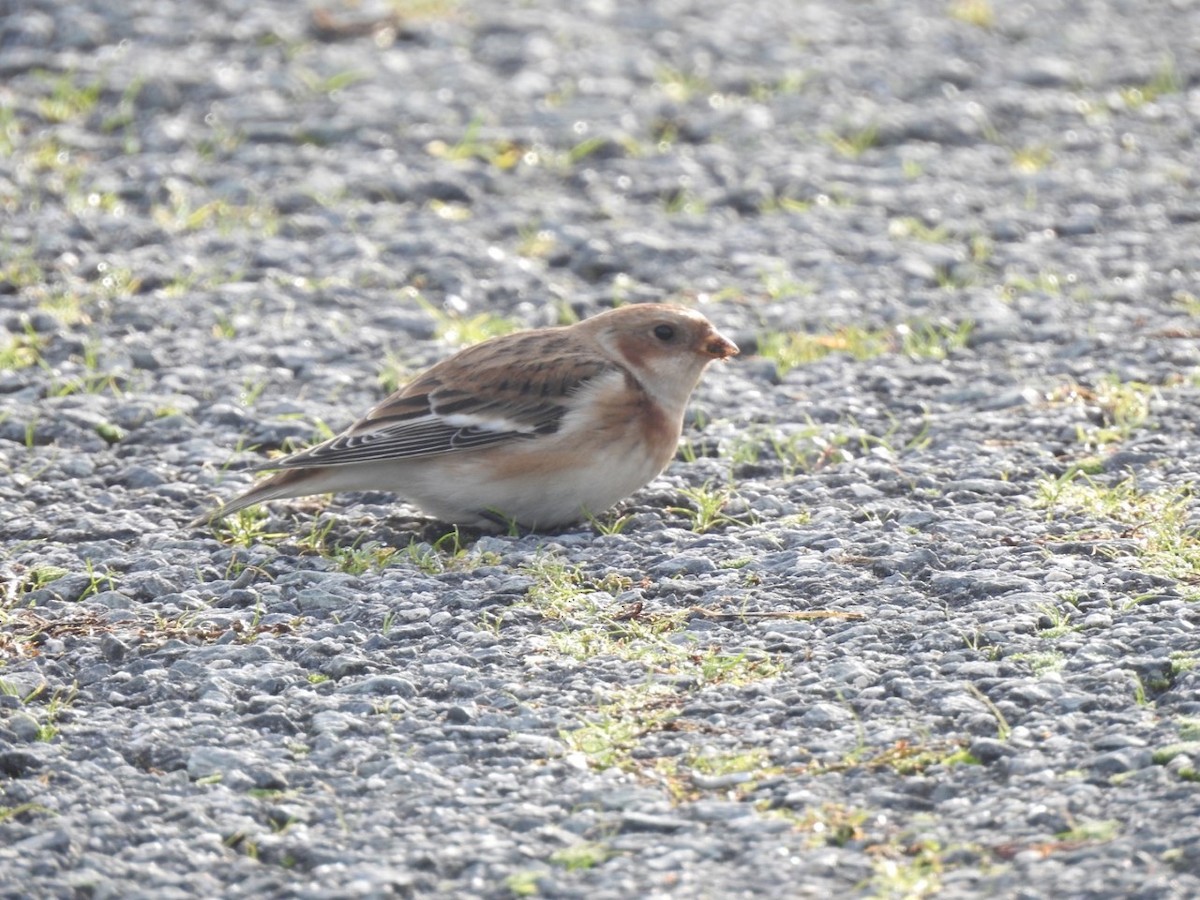 Snow Bunting - ML189026451