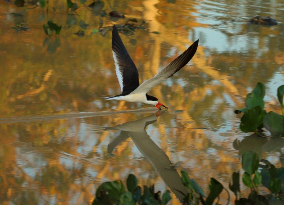 Black Skimmer - ML189027211