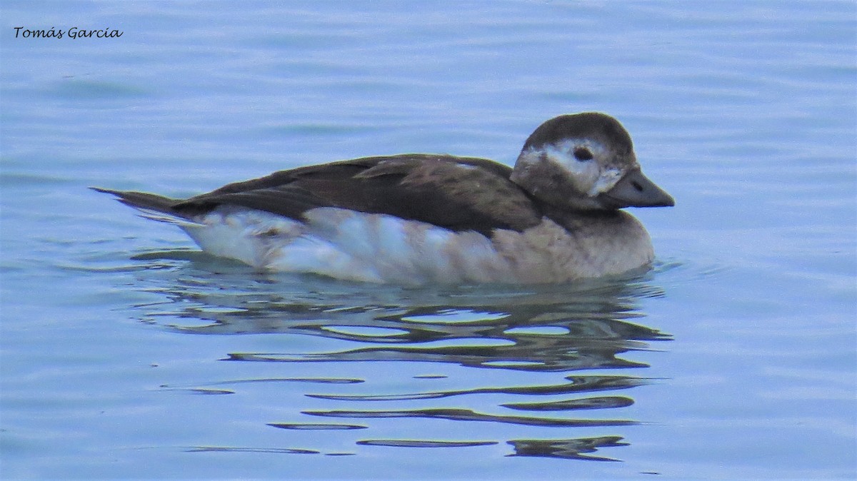 Long-tailed Duck - Tomás García