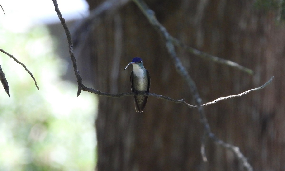 Azure-crowned Hummingbird - ML189029781