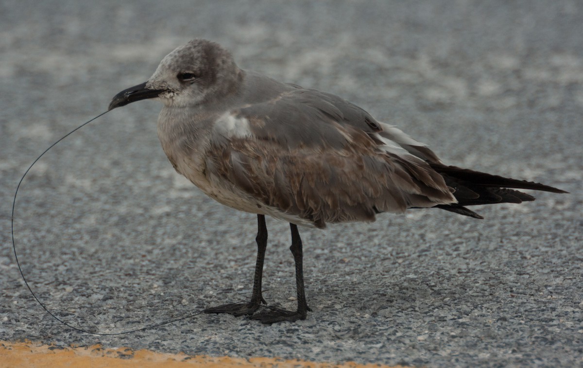 Laughing Gull - José Martín