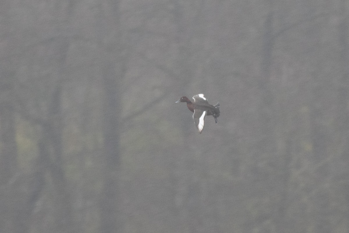 Ундар шумбуур - ML189034091