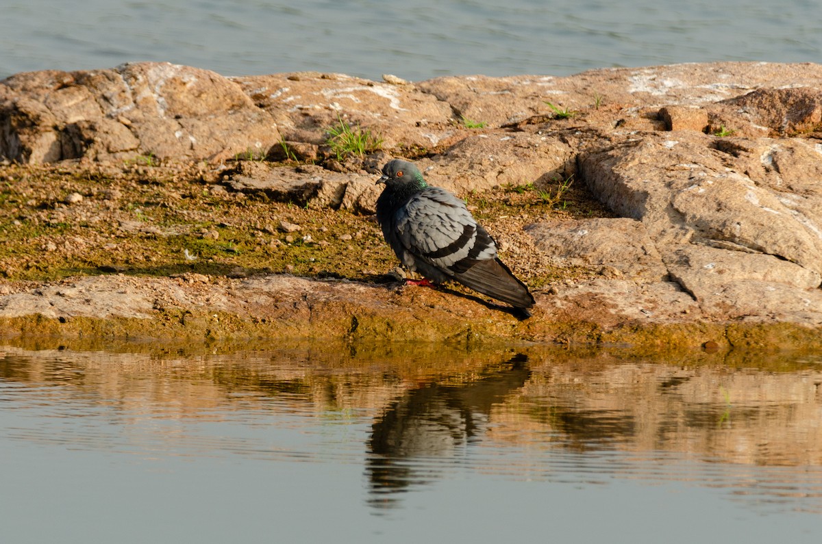 Rock Pigeon (Feral Pigeon) - ML189034251