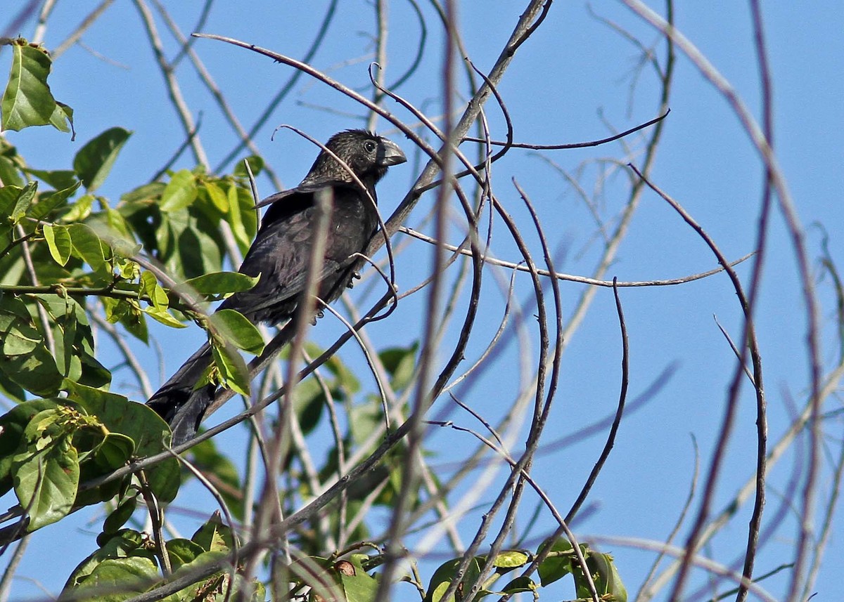 Smooth-billed Ani - ML189036911