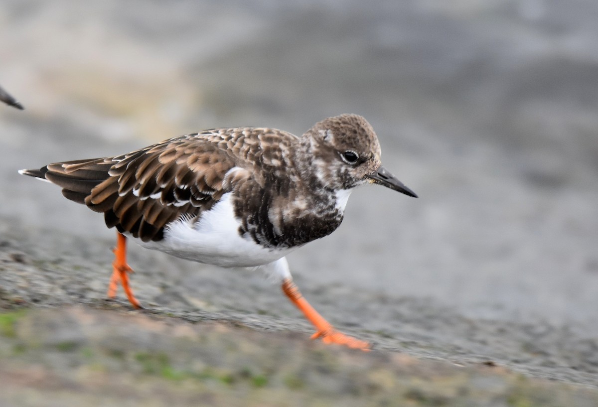 Ruddy Turnstone - ML189037731