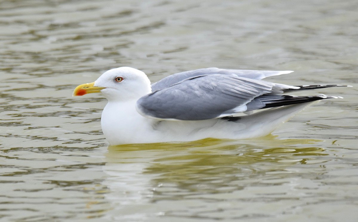 Yellow-legged Gull - ML189037971