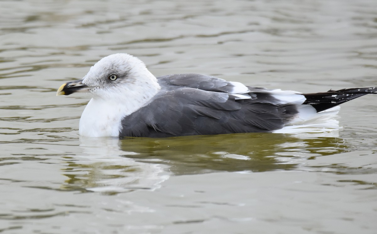Lesser Black-backed Gull - ML189038131