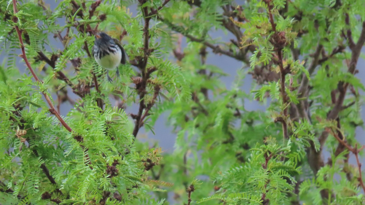 Pied-crested Tit-Tyrant - ML189038511