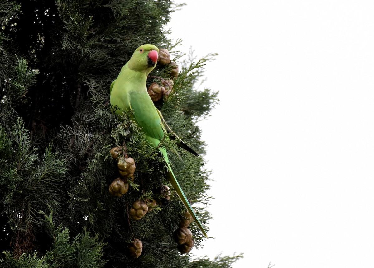 Rose-ringed Parakeet - ML189039681