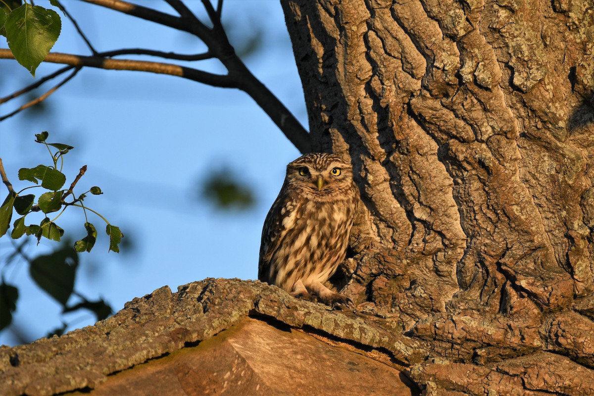 Little Owl - ML189039711