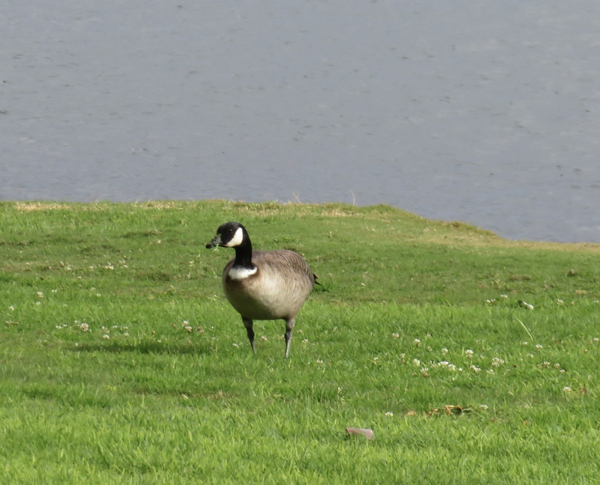 Cackling Goose - Paula Theobald