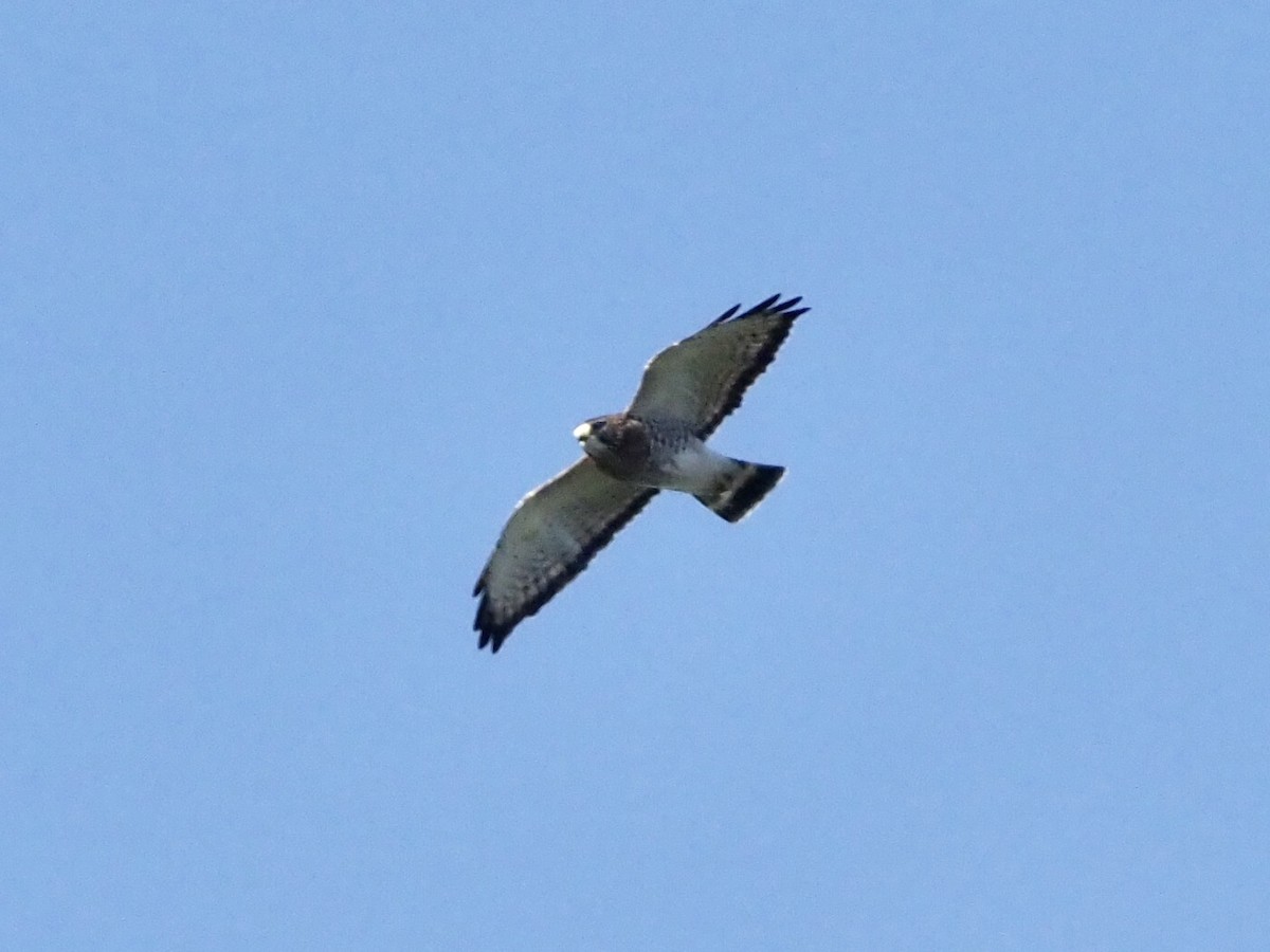 Broad-winged Hawk - ML189041201