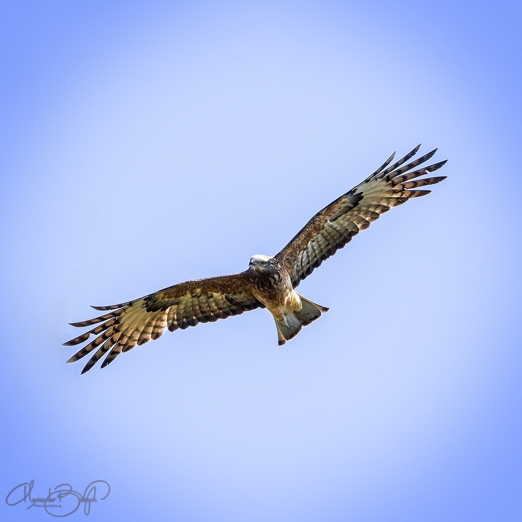 Square-tailed Kite - ML189041301