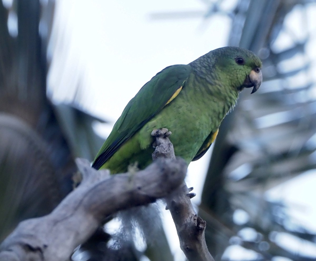 Scaly-naped Parrot - ML189041491