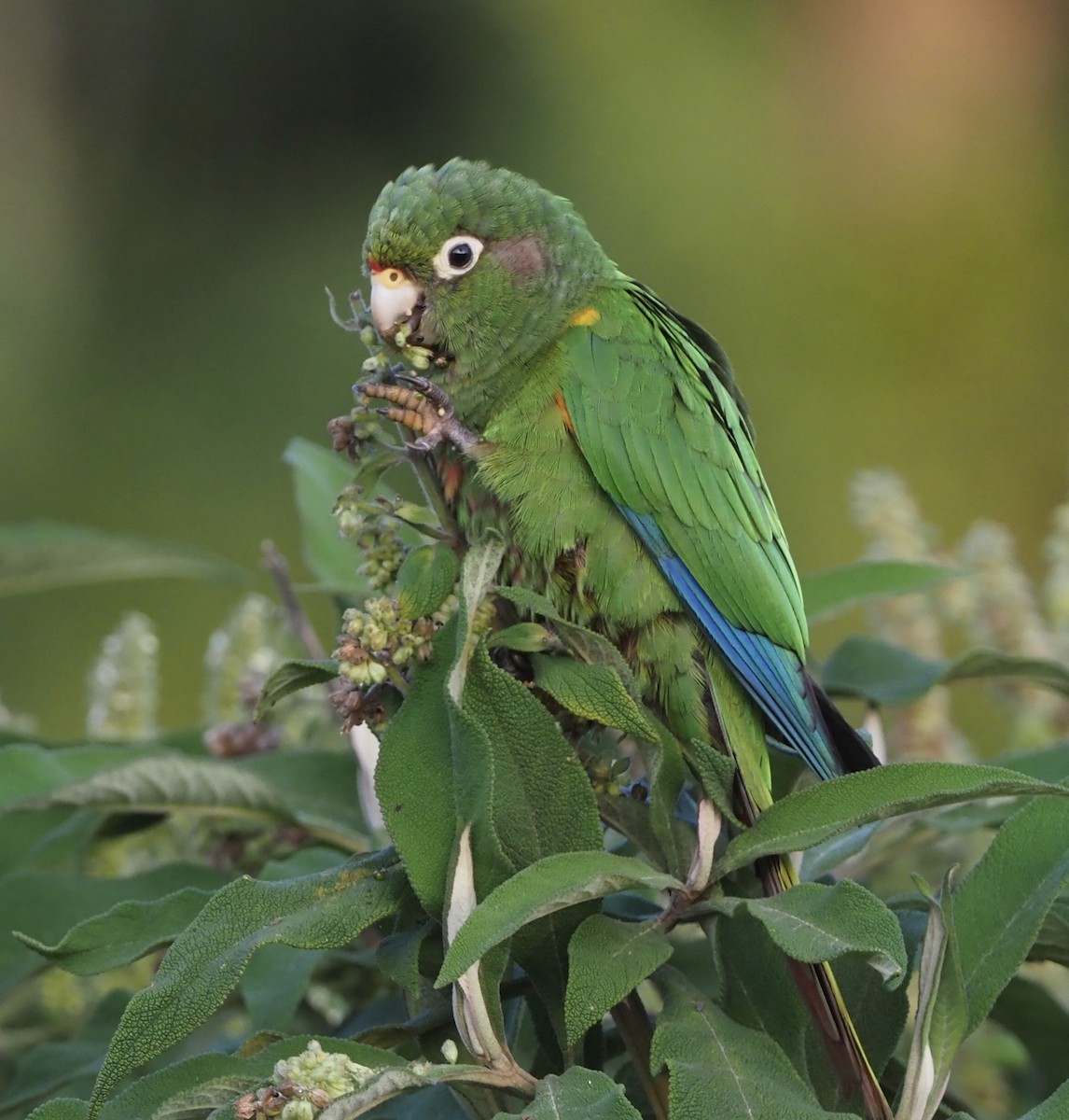 Santa Marta Parakeet - ML189041751