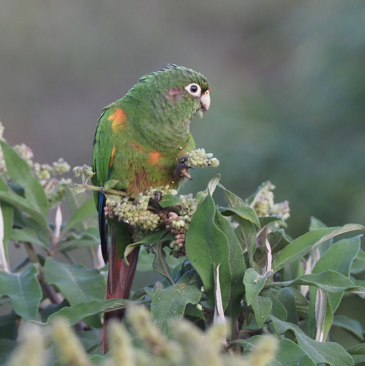 Santa Marta Parakeet - ML189041781