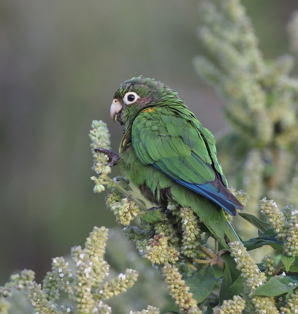 Santa Marta Parakeet - ML189041811