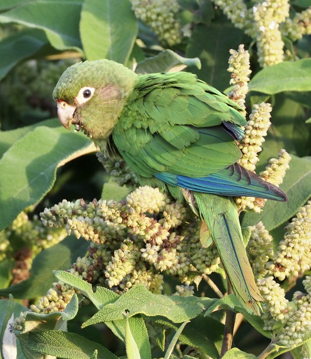 Santa Marta Parakeet - ML189041841