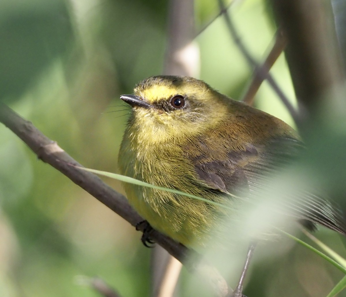 Yellow-bellied Chat-Tyrant - ML189041991