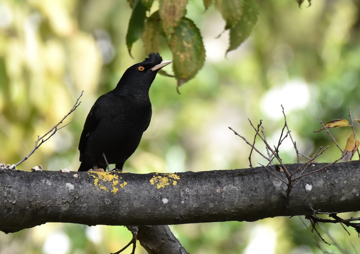 Crested Myna - ML189042411