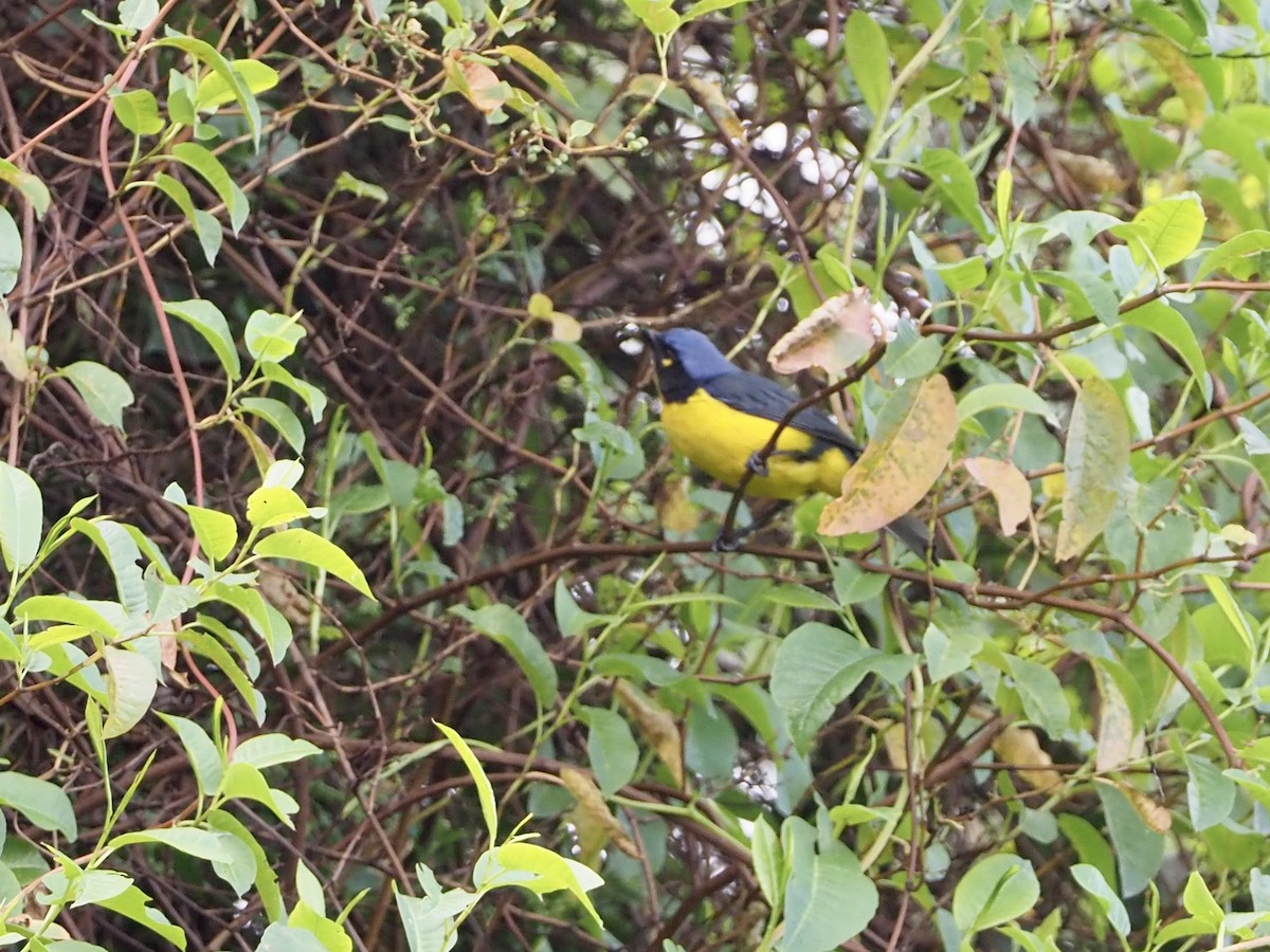 Black-cheeked Mountain Tanager - ML189042781