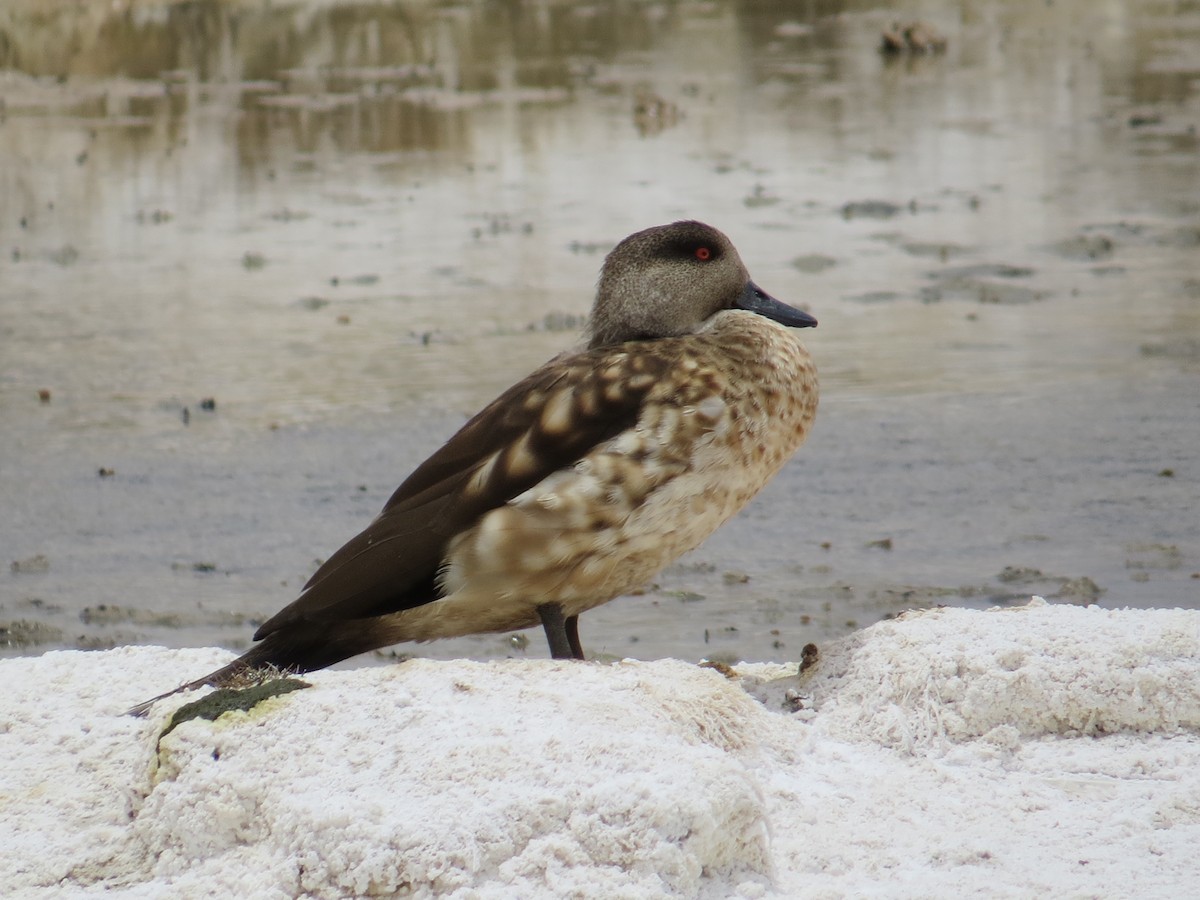 Crested Duck - ML189044161