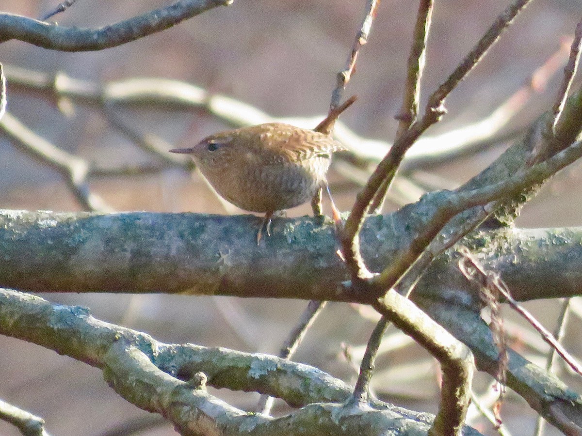 Winter Wren - ML189046291