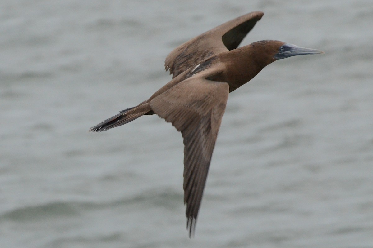 Brown Booby - Dick Snell