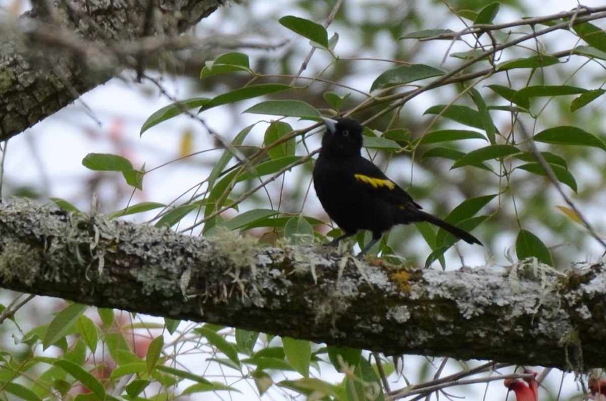 Golden-winged Cacique - ML189047191