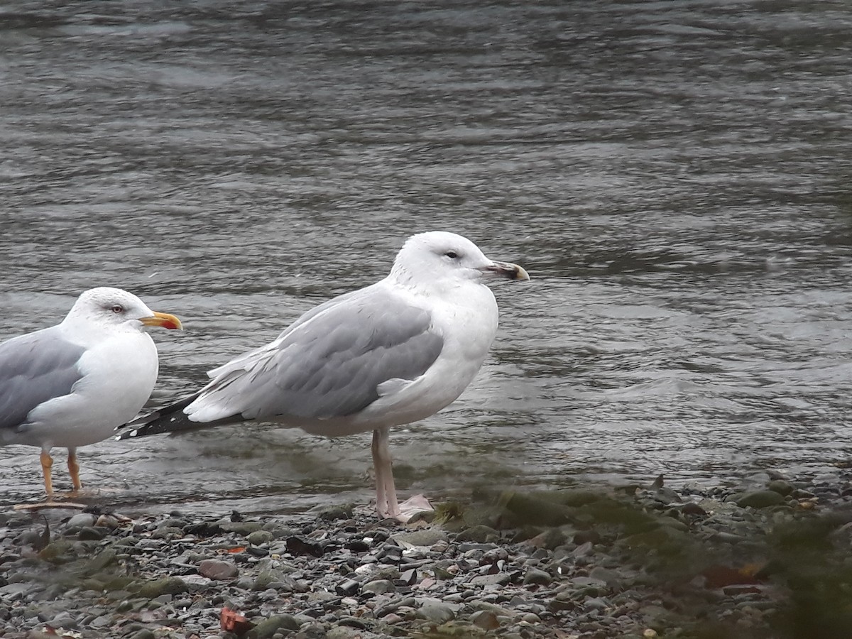 Caspian Gull - ML189049471