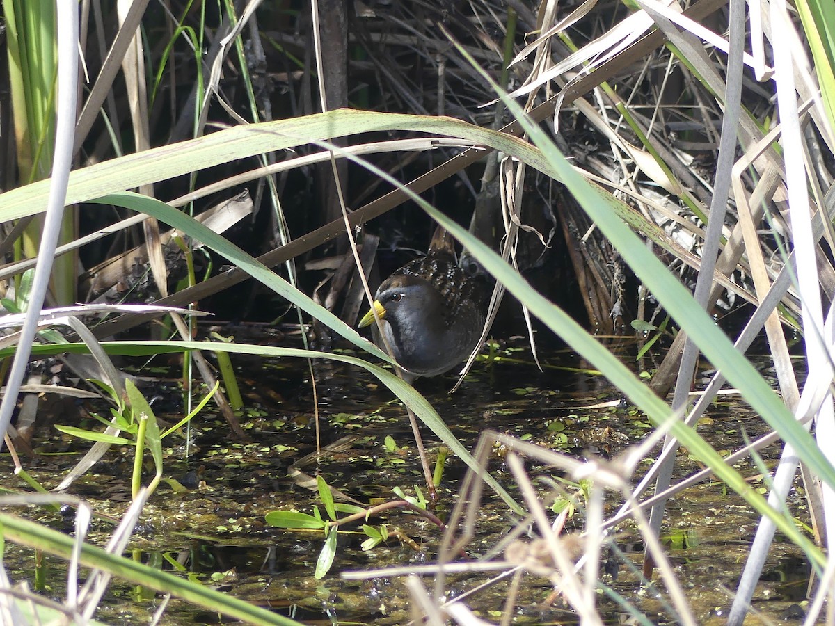 Polluela Sora - ML189056001